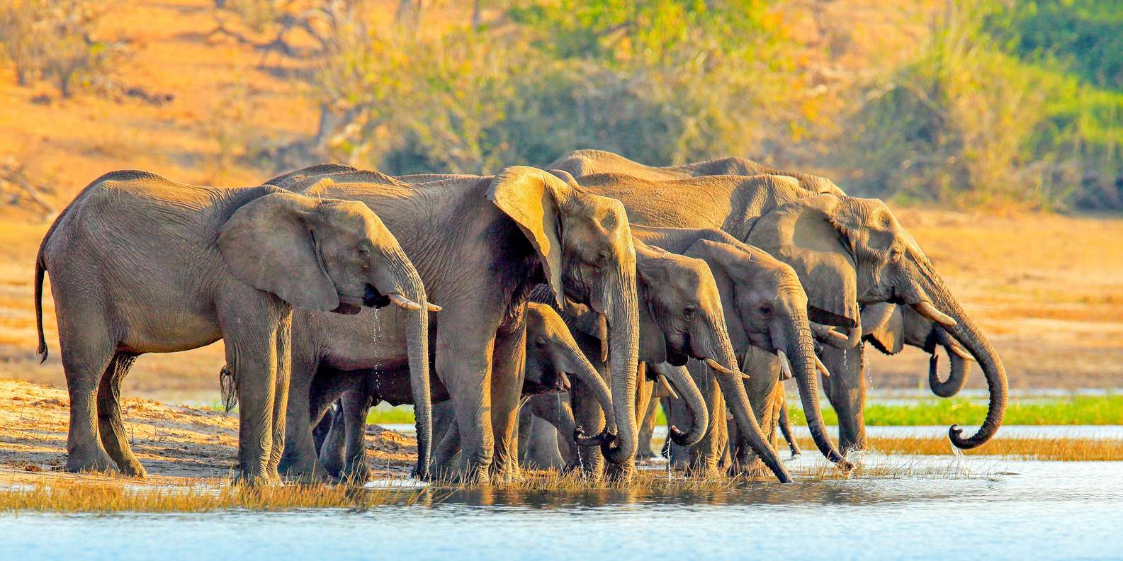 Wonders of Chobe Safaris cover image