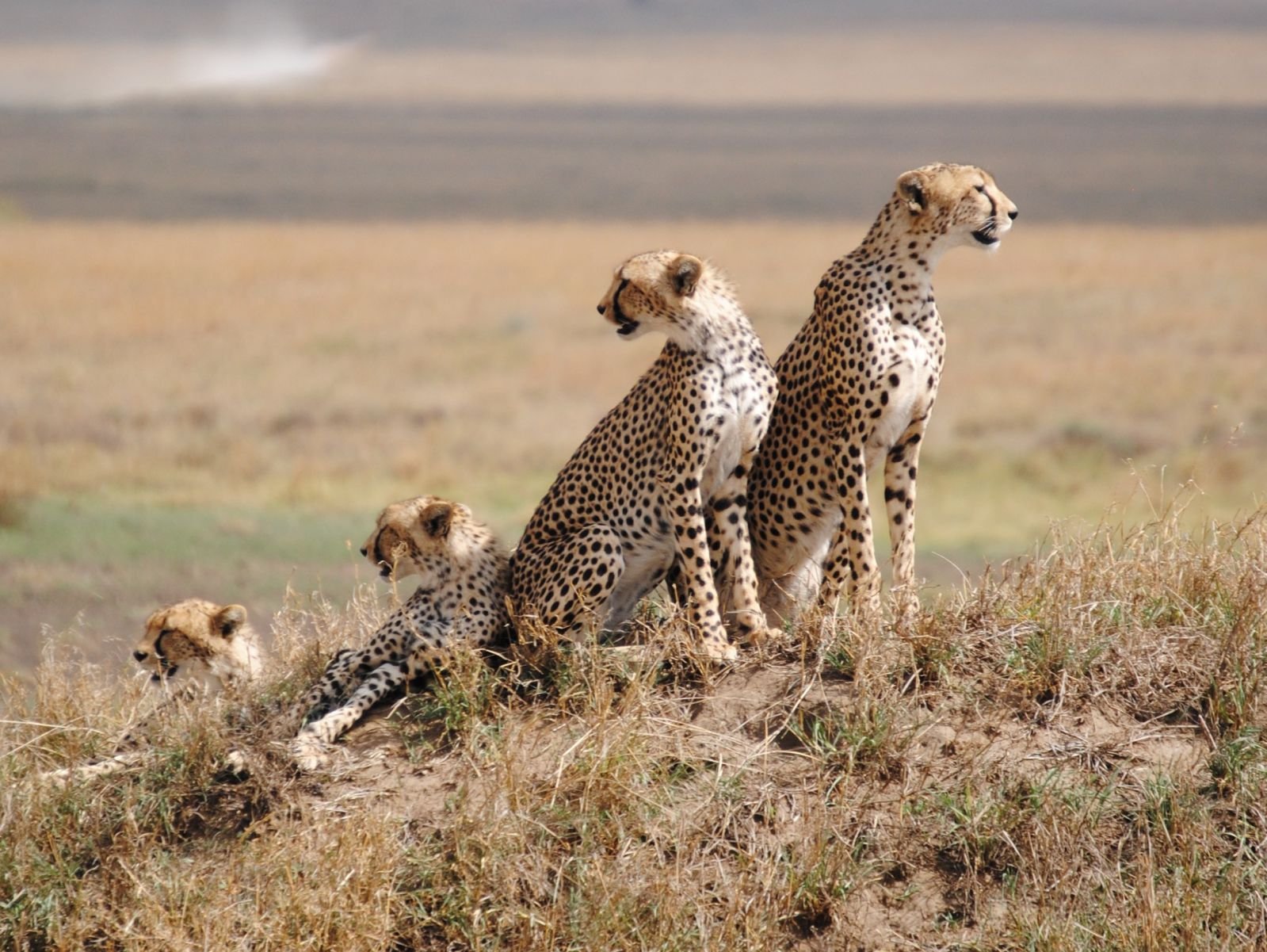 Le Kobe Adventures & Safaris