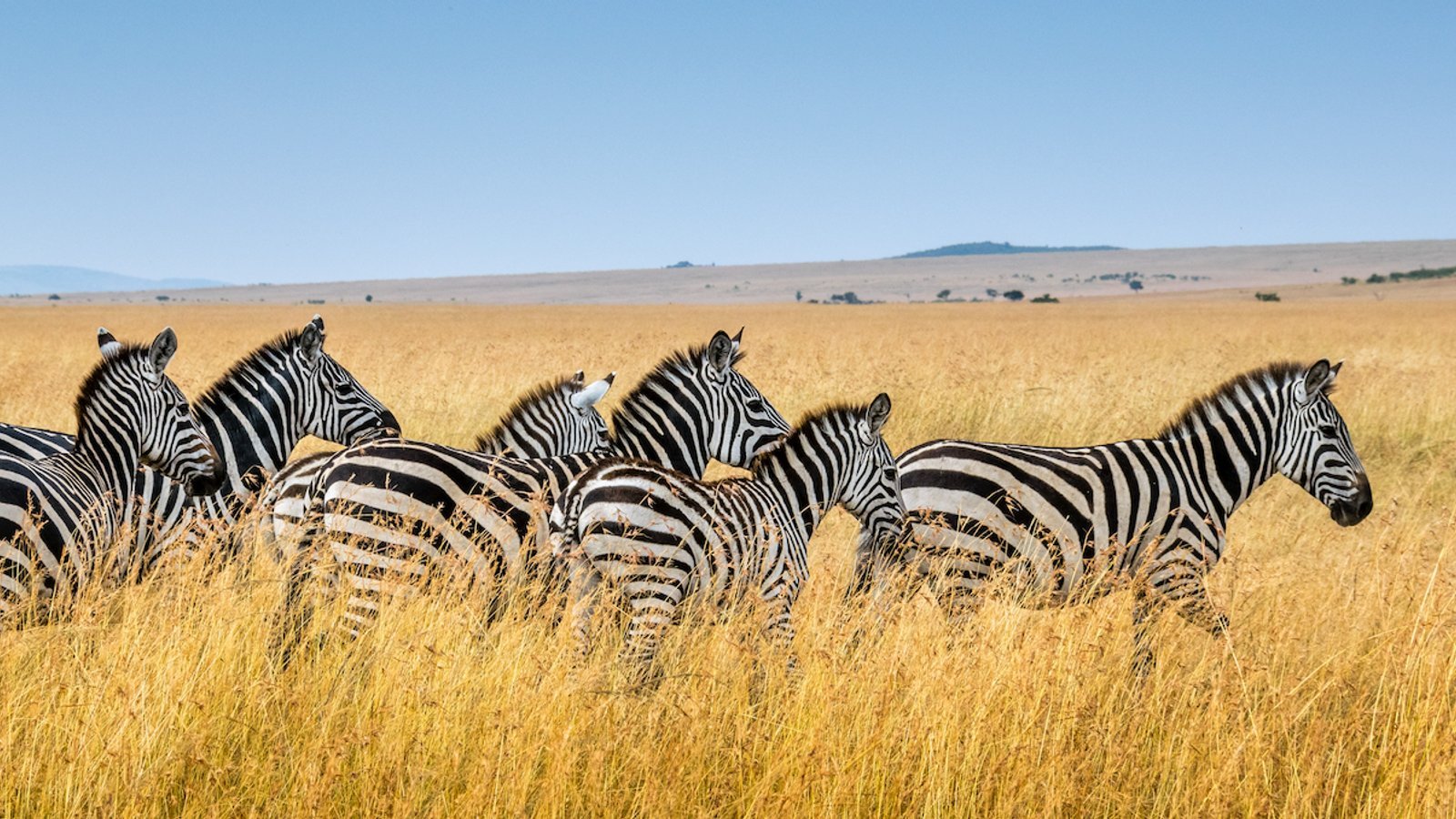 Le Kobe Adventures & Safaris
