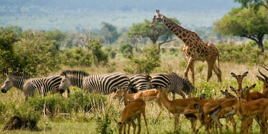 Le Kobe Adventures & Safaris