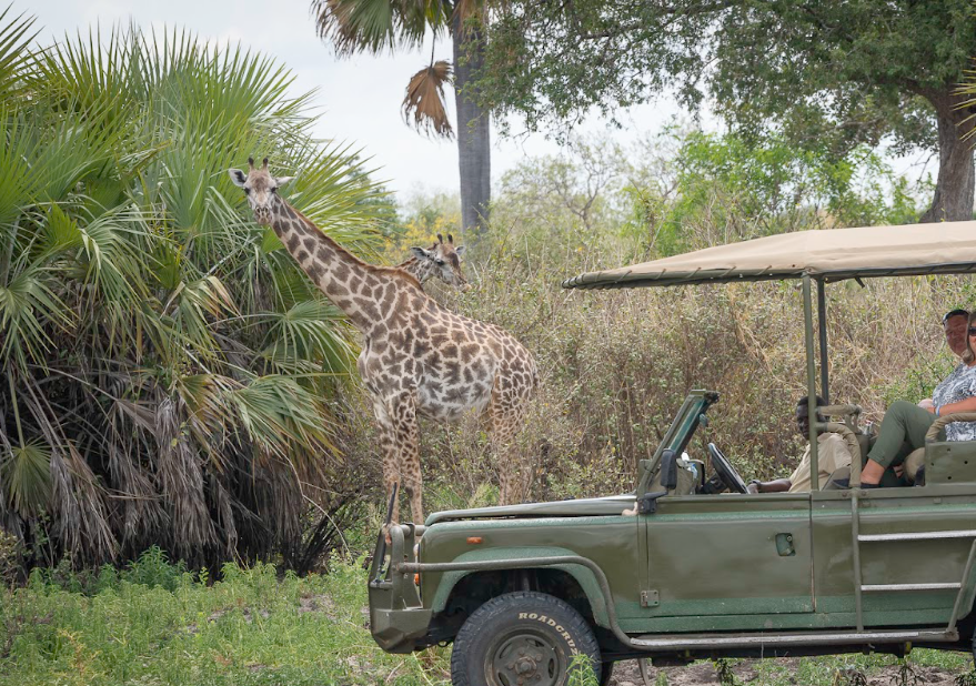 2-Day Amazing Luxury Safari Inside Nyerere NP (Selous) gallery image