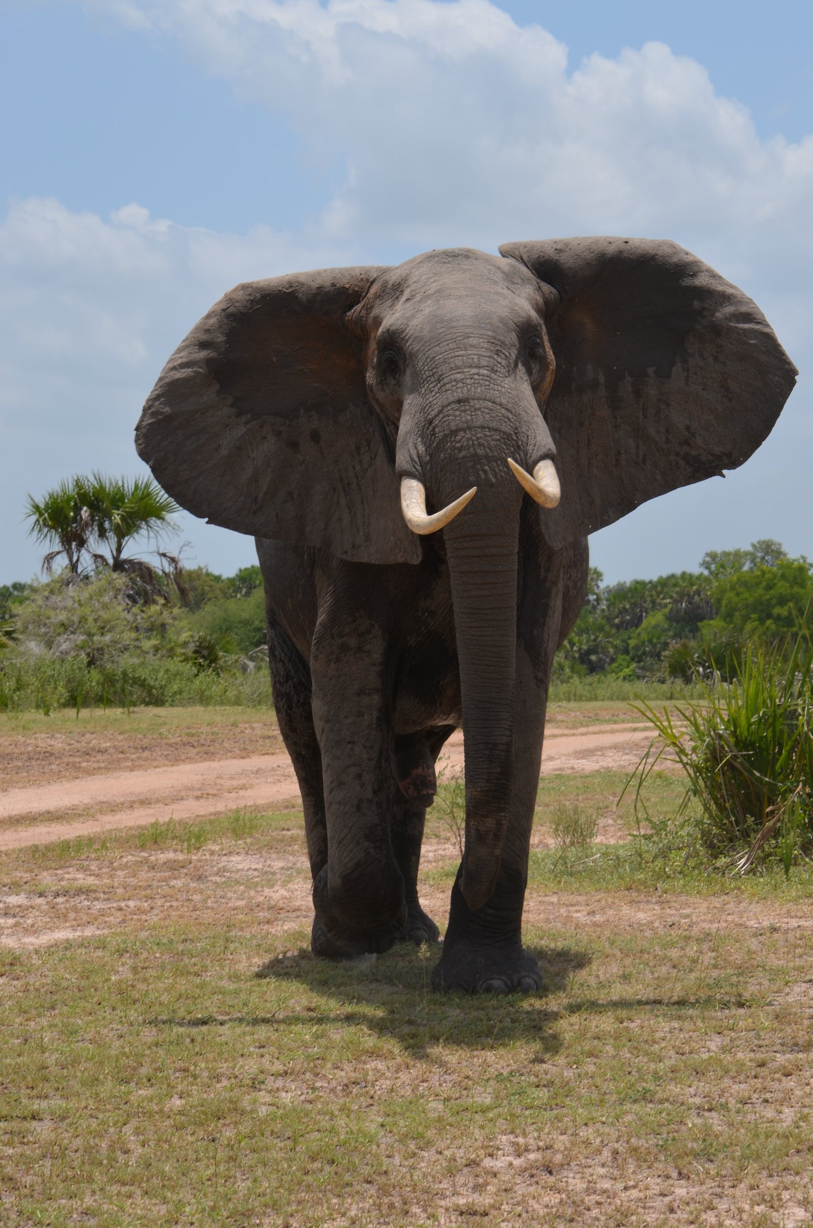 Crowned Wild Africa