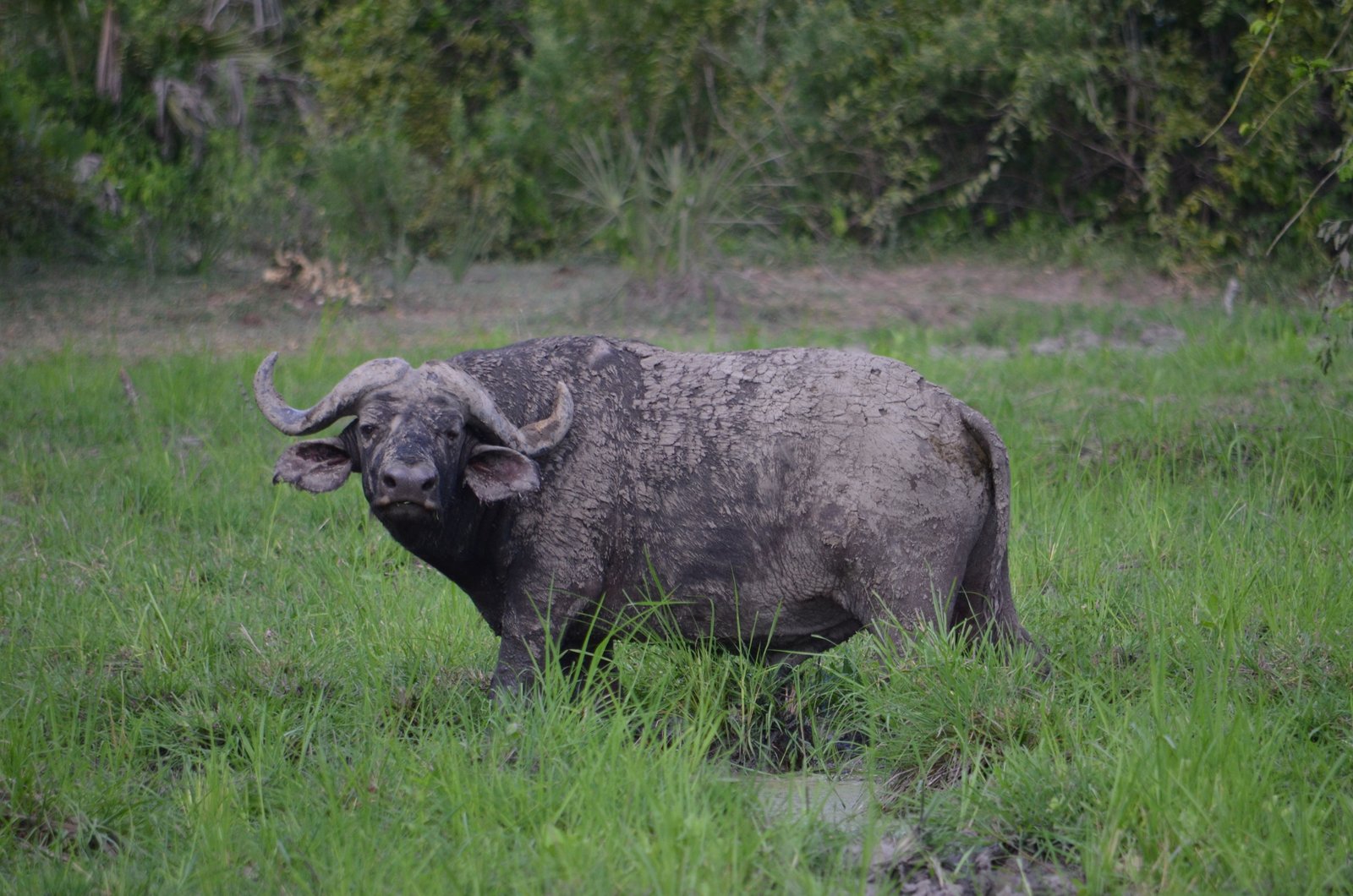 Crowned Wild Africa