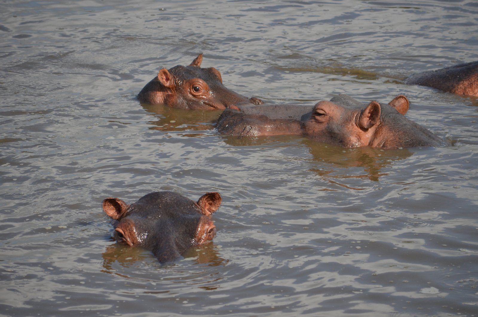 Crowned Wild Africa