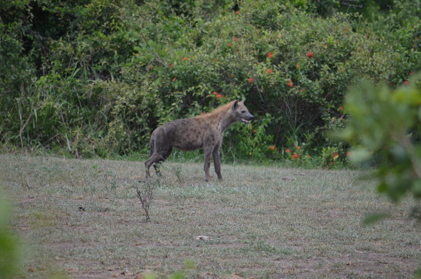 Crowned Wild Africa