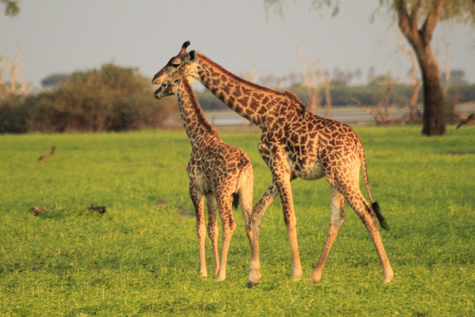2-Day Safari Dar Es Salaam to Selous (Nyerere NP gallery image