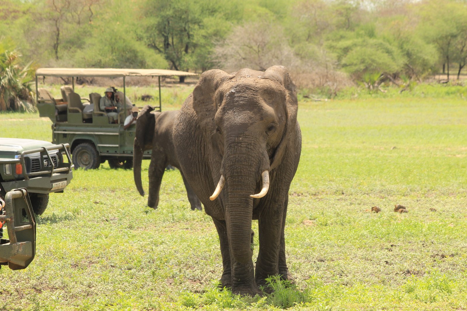 Alfamale tours & Safaris