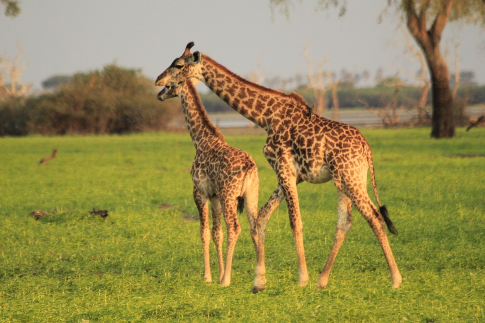 Alfamale tours & Safaris