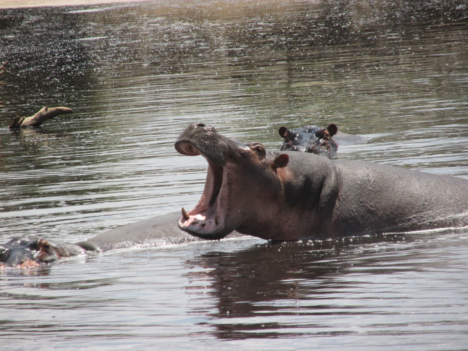 Alfamale tours & Safaris
