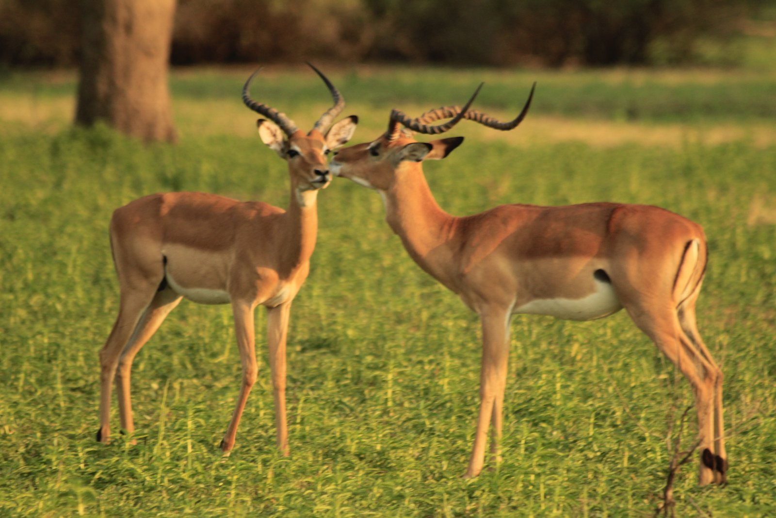 Alfamale tours & Safaris