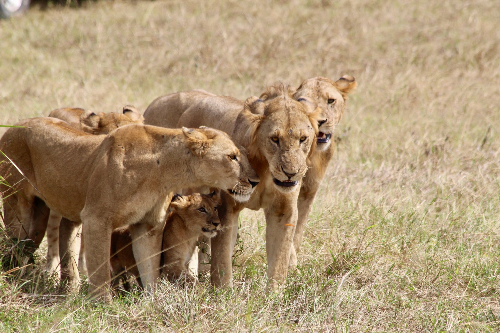 Alfamale tours & Safaris