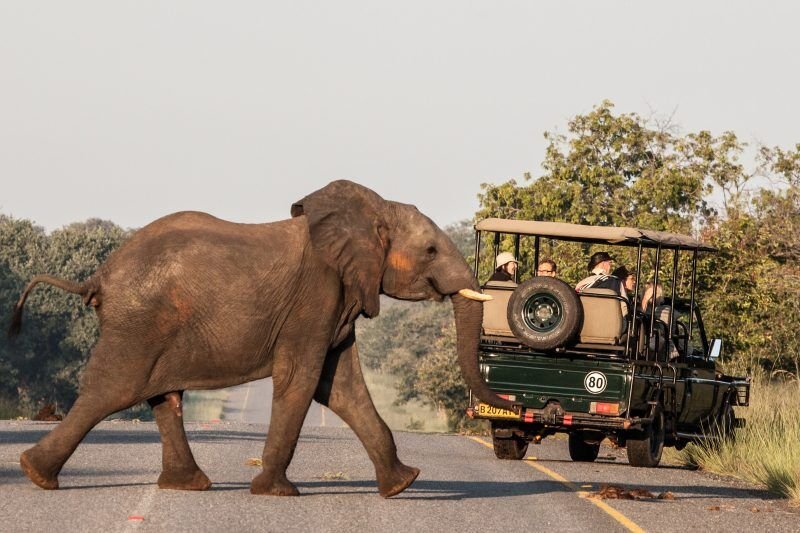 Safari Vendors