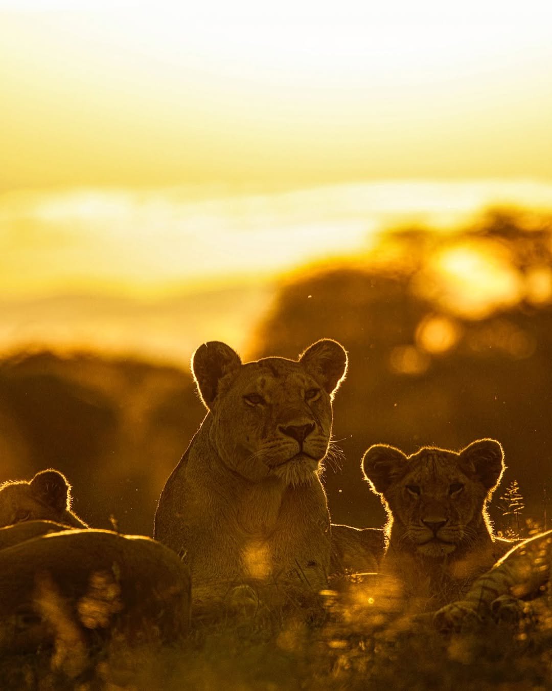 Safari Vendors