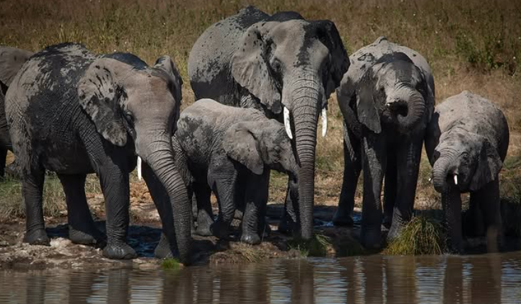 2-Day Zanzibar to Serengeti by Flight + 2 Game Drive gallery image