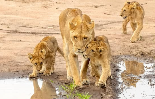 2-Day Zanzibar to Serengeti by Flight + 2 Game Drive gallery image