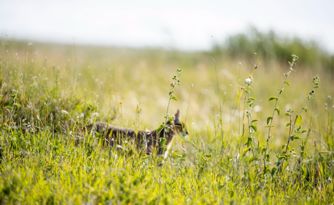 2-Day Zanzibar to Serengeti by Flight + 2 Game Drive gallery image