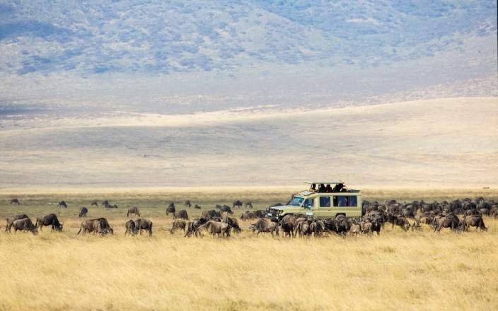 Safari Vendors