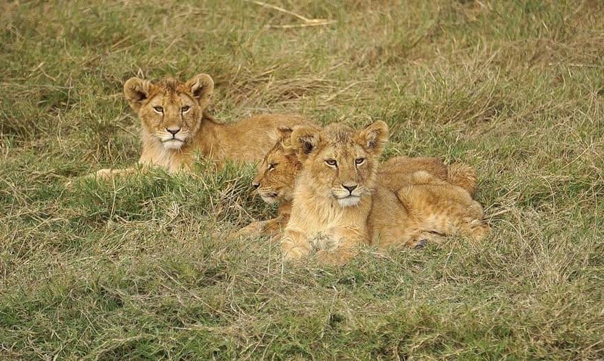 Golden Trips Tanzania