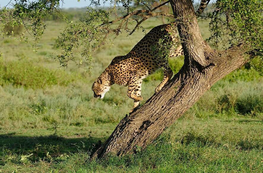 3-Day Best Tarangire, Ngorongoro & Manyara Trip gallery image