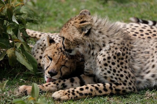 3-Day Best Tarangire, Ngorongoro & Manyara Trip safari tour