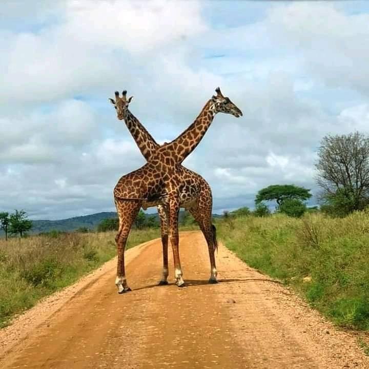 Golden Trips Tanzania