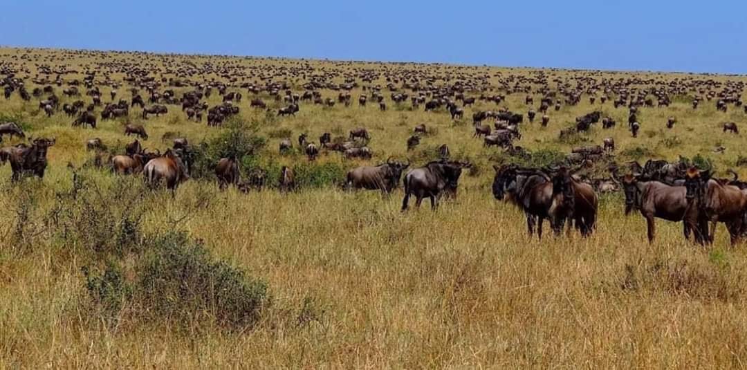 3-Day Fly- in Safari Serengeti, Ngorongoro & Tarangire gallery image