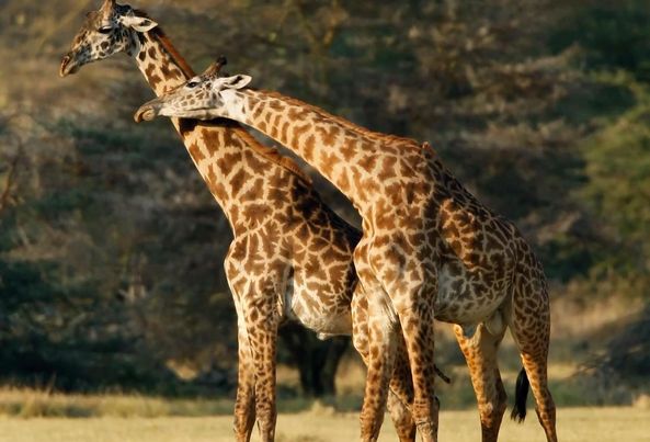 3-Day Fly- in Safari Serengeti, Ngorongoro & Tarangire gallery image