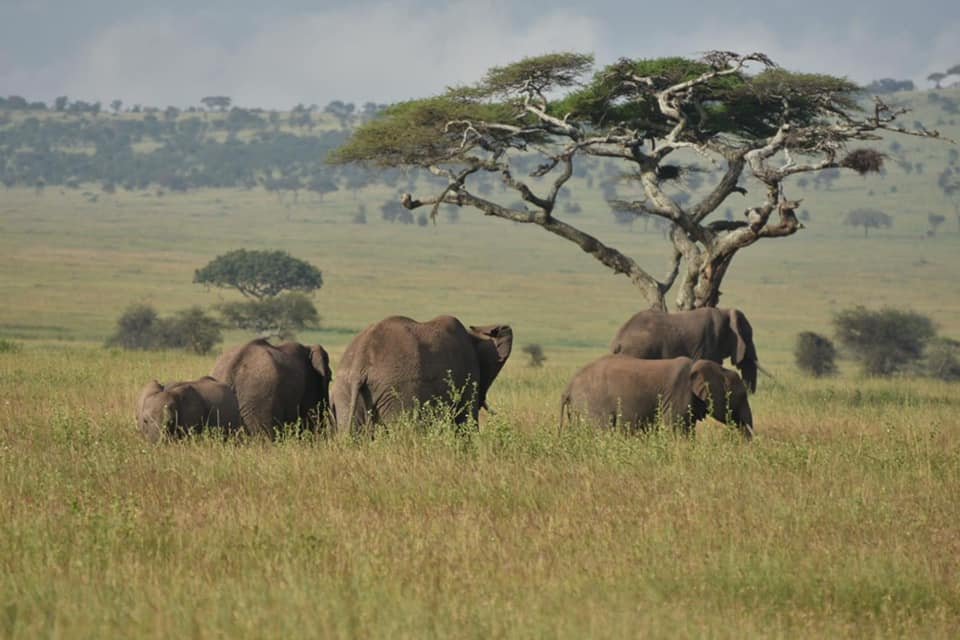 Golden Trips Tanzania