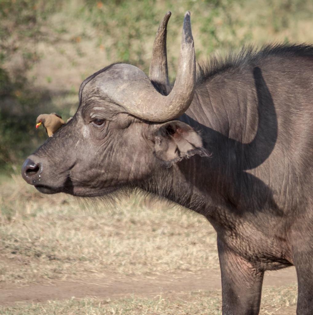 Golden Trips Tanzania