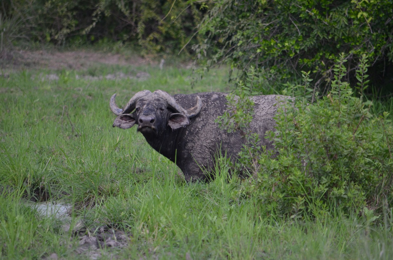 Crowned Wild Africa