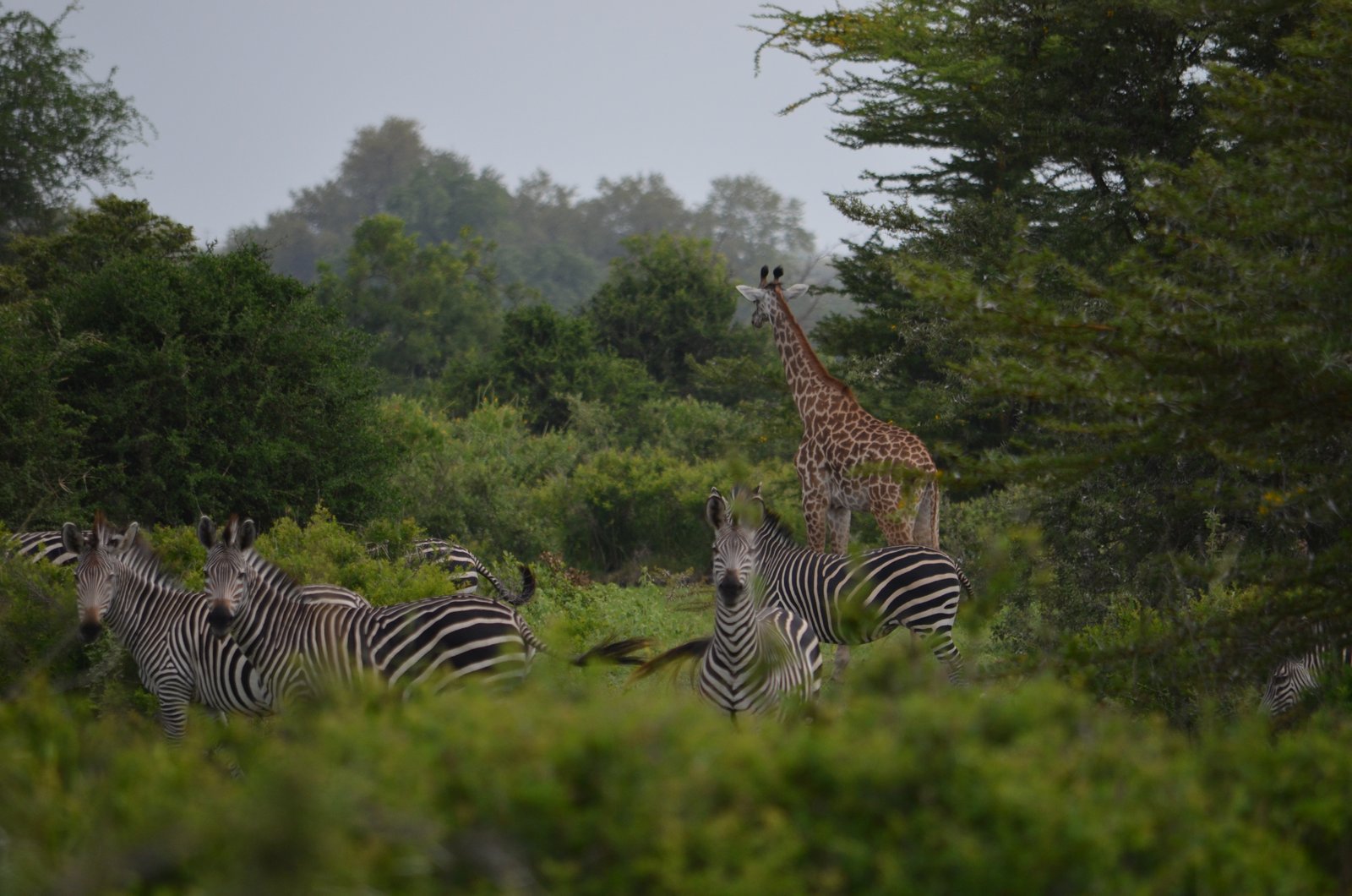 Crowned Wild Africa