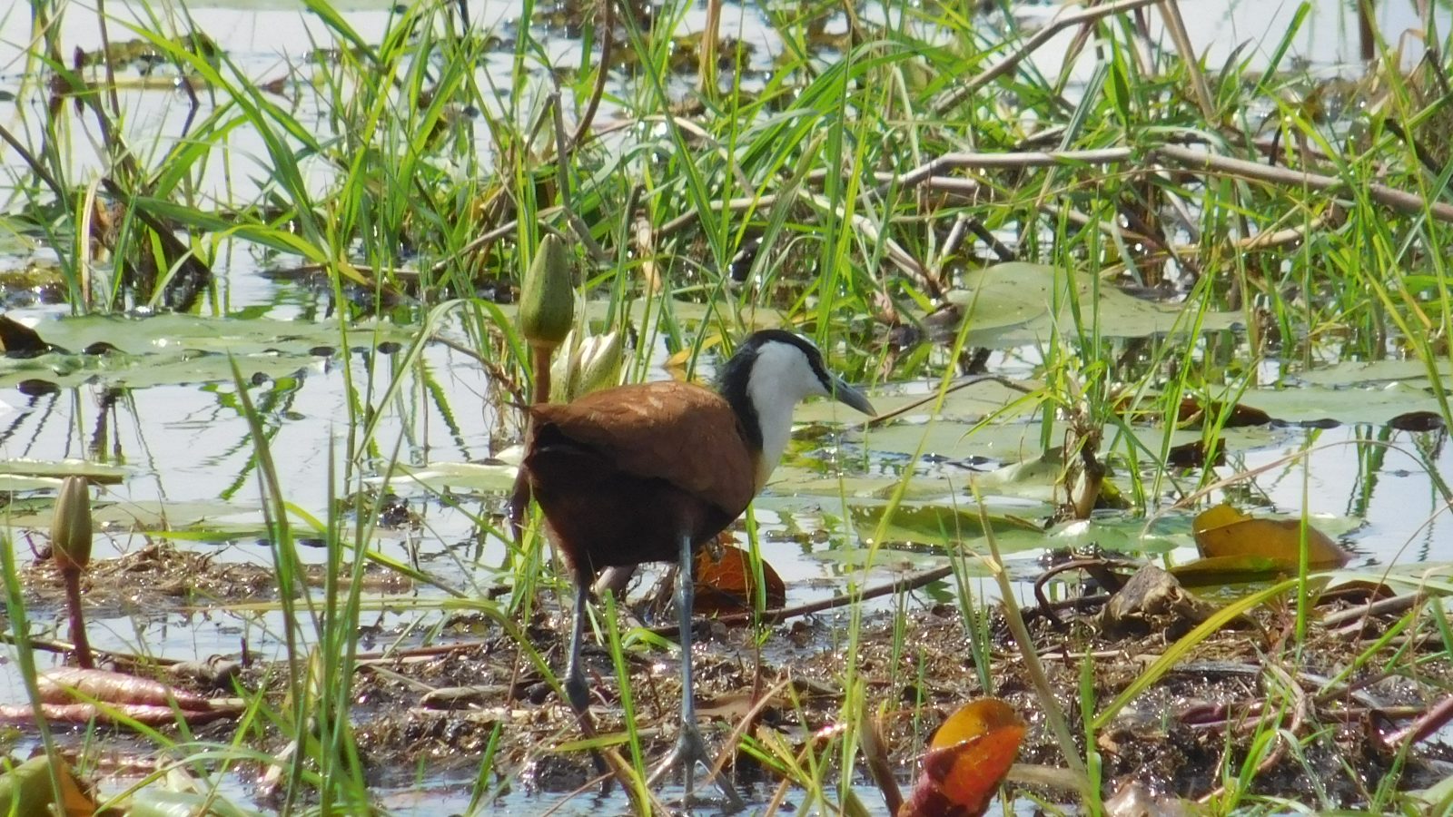 3-Day Fully Catered Mokoro (Canoe) Safari Okavango Delta gallery image