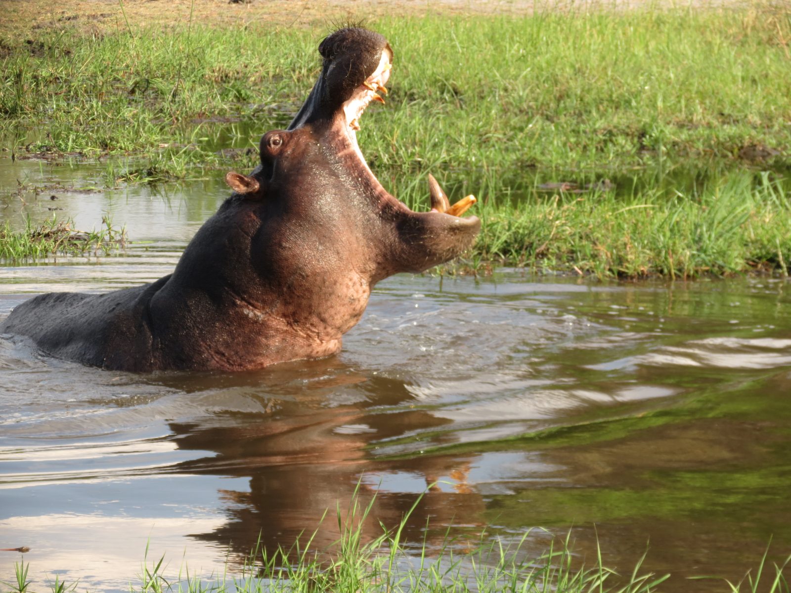 3-Day Fully Catered Mokoro (Canoe) Safari Okavango Delta gallery image