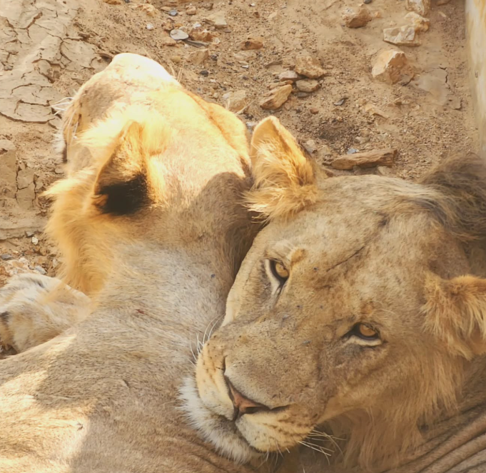 1-Day Flying Safari Zanzibar To Mikumi National Park gallery image