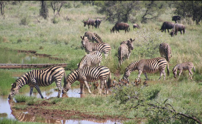 3-Day Honeymoon Safari Z'Bar to Nyerere NP by Flight gallery image