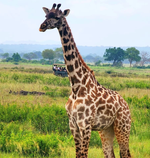 3-Day Honeymoon Safari Z'Bar to Nyerere NP by Flight gallery image