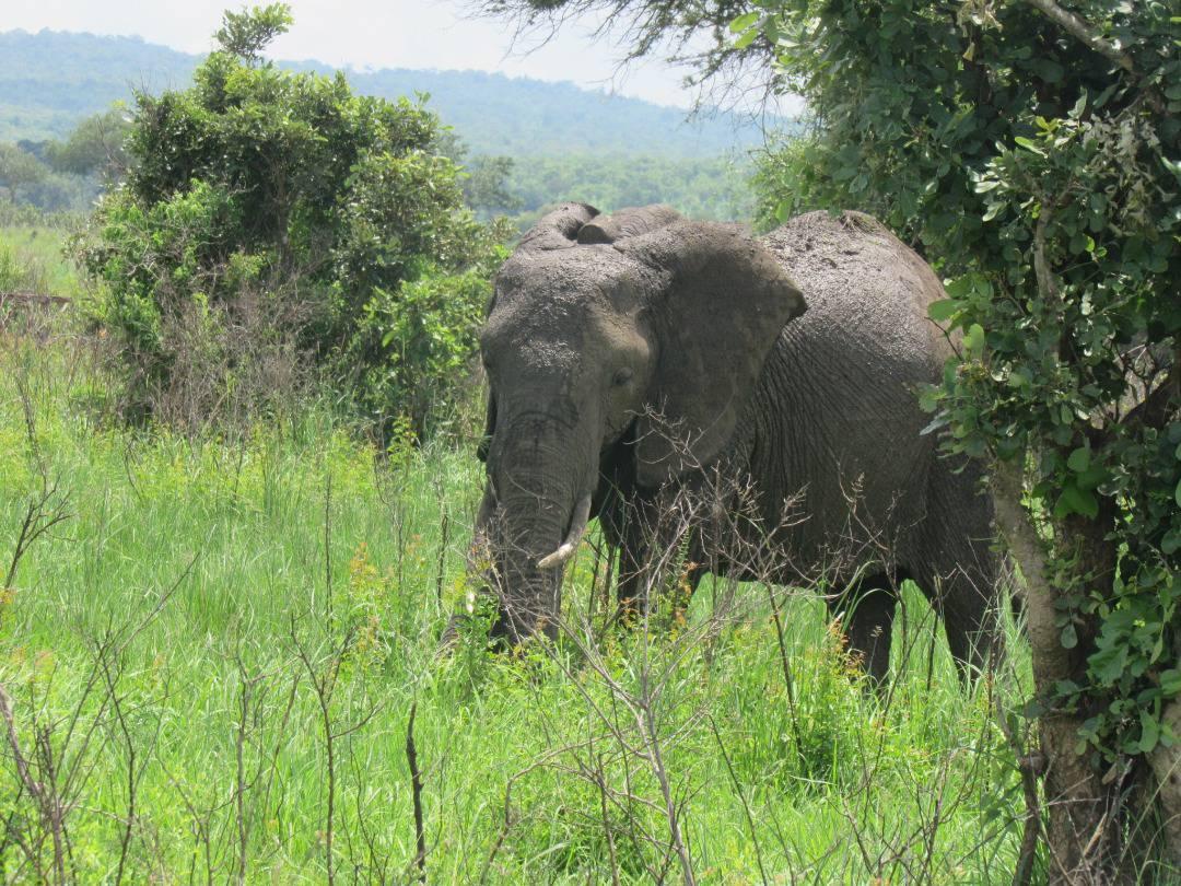 3-Day Luxury Tarangire, Ngorongoro & Manyara Tour gallery image
