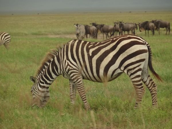 3-Day Luxury Tarangire, Ngorongoro & Manyara Tour safari tour