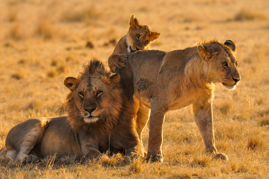 3-Day Mid Range Fly in Safari to Serengeti & Ngorongoro gallery image