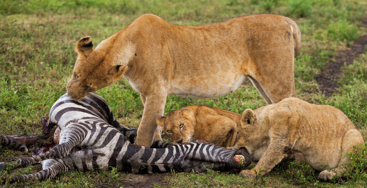 3-Day Mid Range Fly in Safari to Serengeti & Ngorongoro gallery image