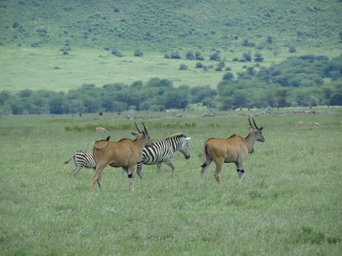 3-Day Nature & Cultural Mikumi Group Safari gallery image