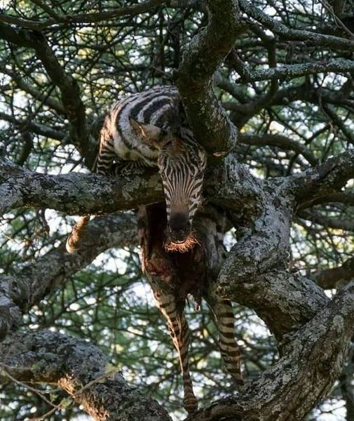 3-Day Nature & Cultural Mikumi Group Safari gallery image