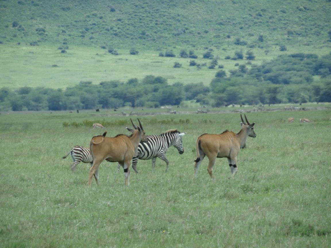 Golden Trips Tanzania