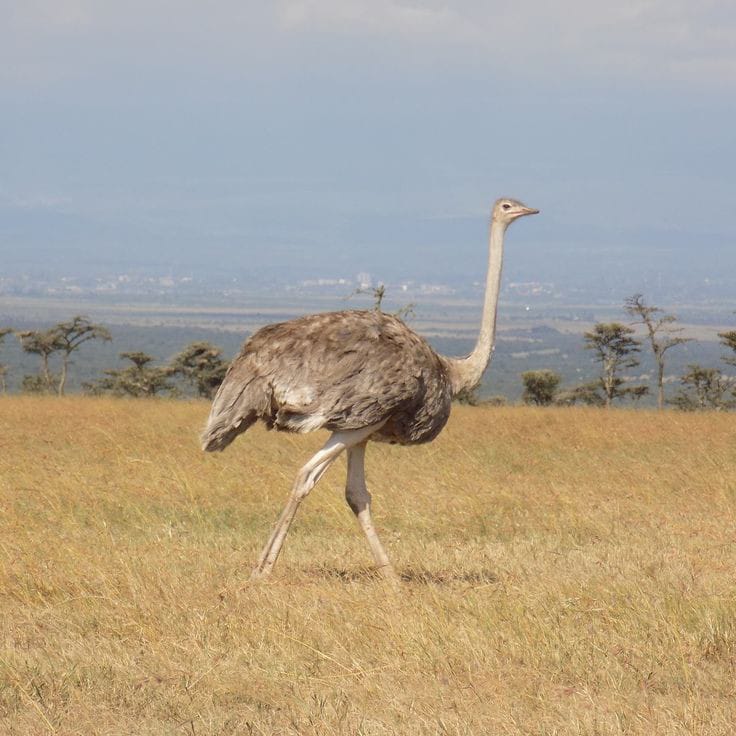 3-Day Olpejeta Conservancy Tour, 2 Remaining White Rhino gallery image