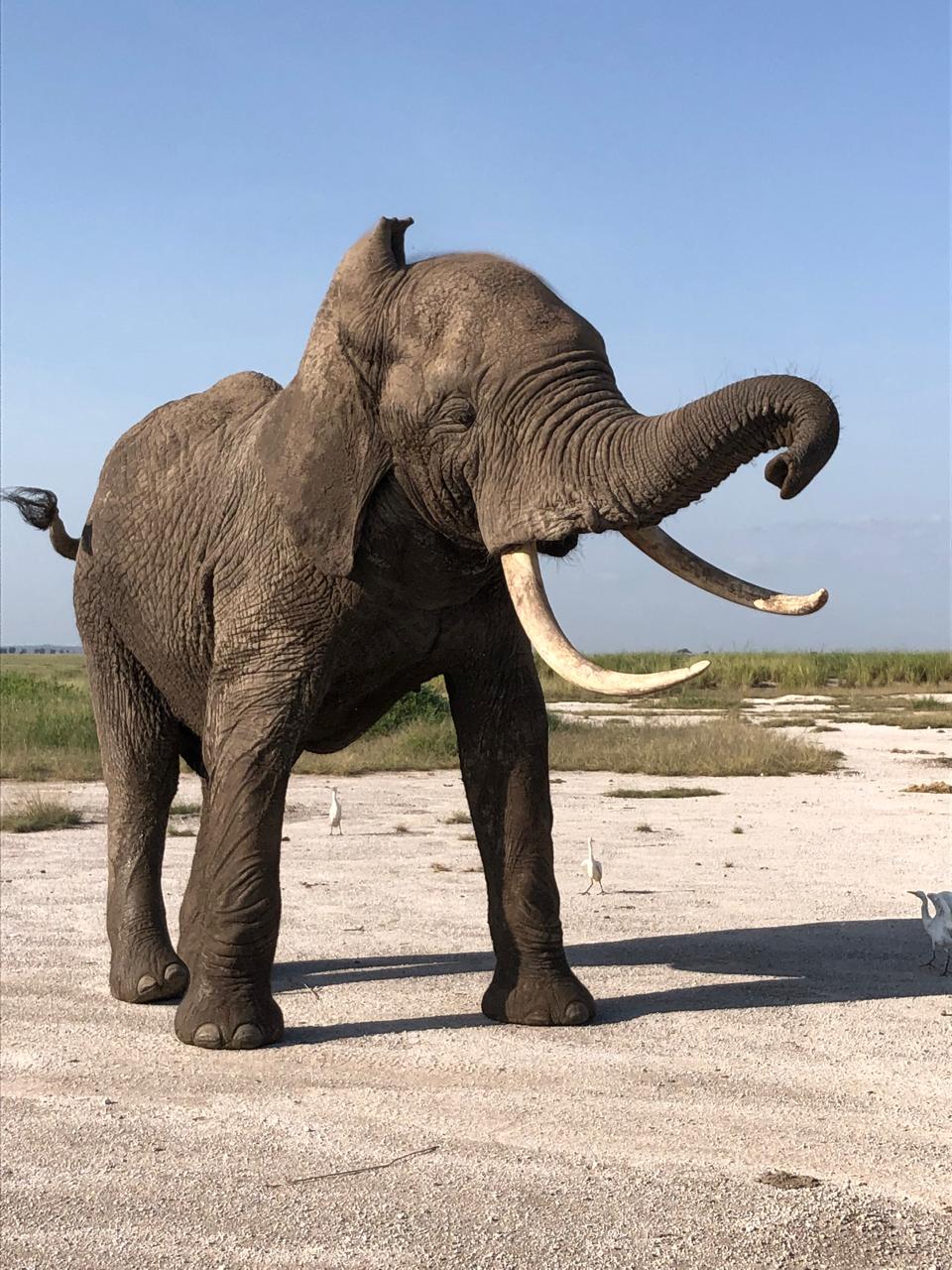3-Day Olpejeta Conservancy Tour, 2 Remaining White Rhino gallery image