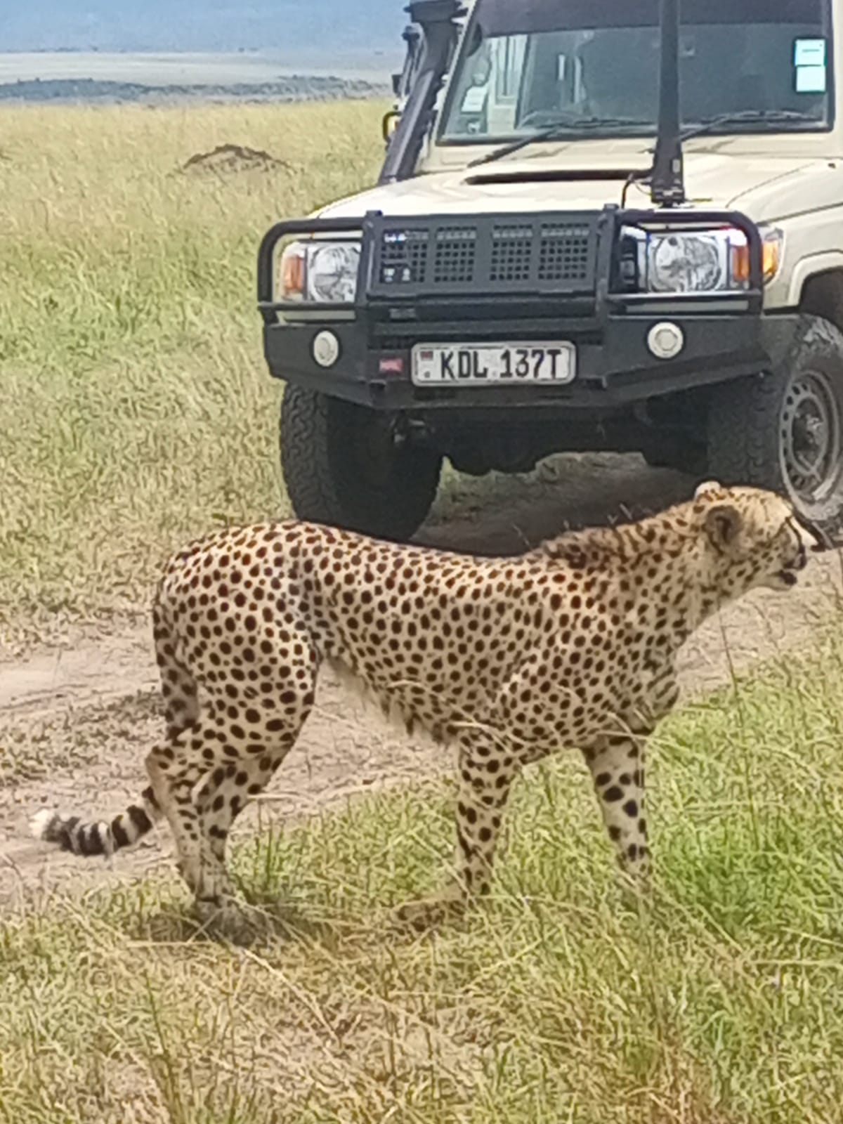 3-Day Olpejeta Conservancy Tour, 2 Remaining White Rhino gallery image