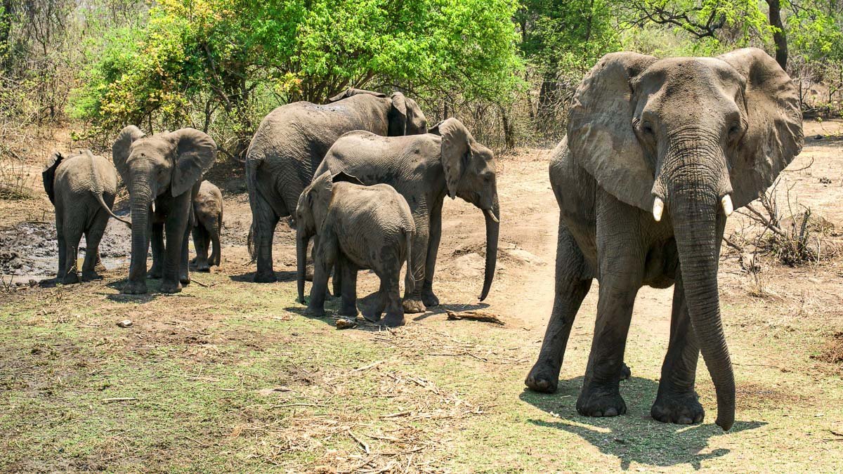 Henry Tours And Safaris Ltd