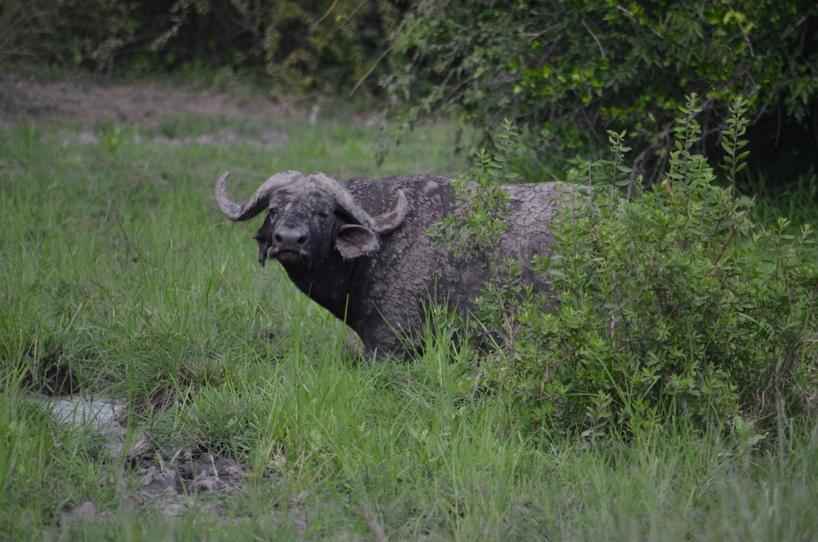 Crowned Wild Africa