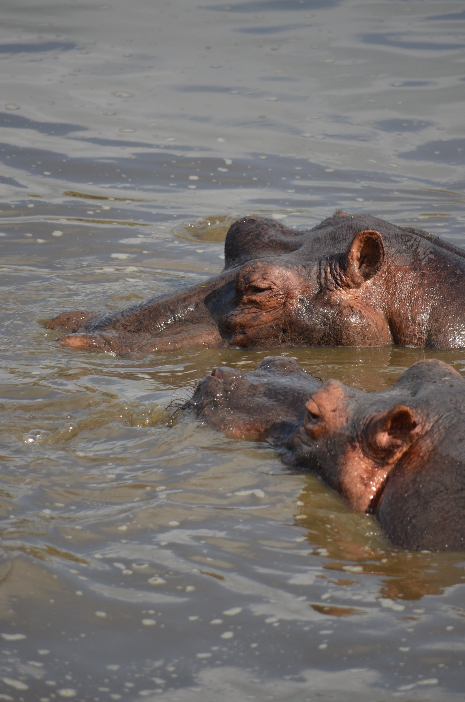 Crowned Wild Africa