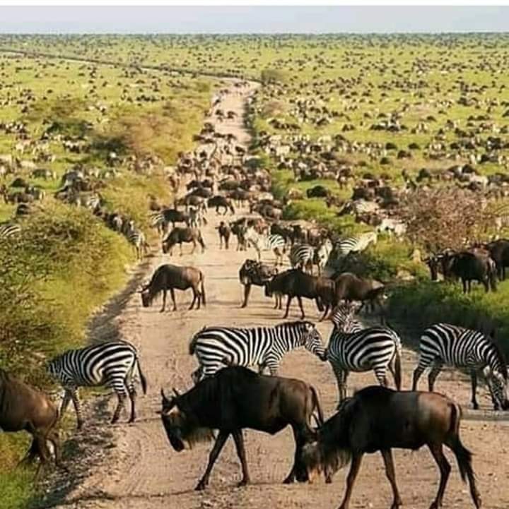 3-Day Safari from Z'bar - Tarangire Ngorongoro Manyara gallery image